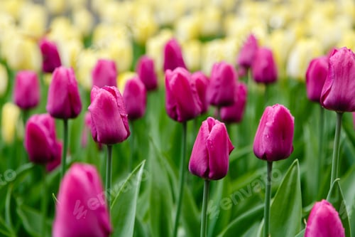 Preview: Purple Flower Of Tulip Sort Purple Prince. Hybrids Of Tulips - A Beautiful Spring Bulbs. Growing