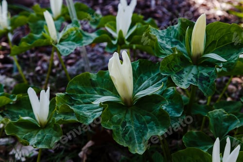 Preview: Trillium Flower In Spring Garden, Trillium Sessile, Sort Snow Queen