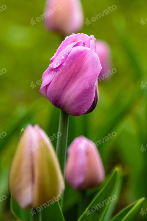 Preview: Pink Flower Of Tulip Sort Alibi. Hybrids Of Tulips - A Beautiful Spring Bulbs. Growing Bulbous