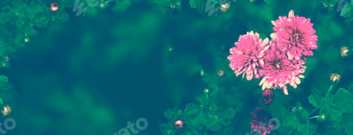 Preview: Colorful Chrysanthemum Flowers On A Background Of The Autumn Landscape. Nature