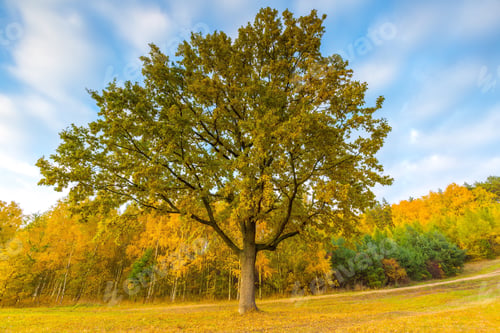 Preview: Beautiful Autumnal Landscape Of Lake And And Colorful Plants Photographed At Sunset. Amazing Dreamy
