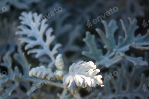 Preview: Silver Dust Cineraria Maritima In The Garden, Close Up.
