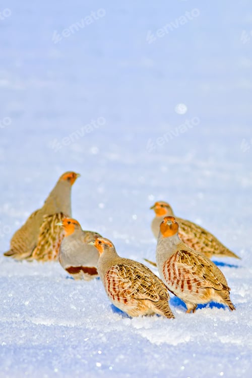 Preview: Winter And Partridges. Winter Nature Background.