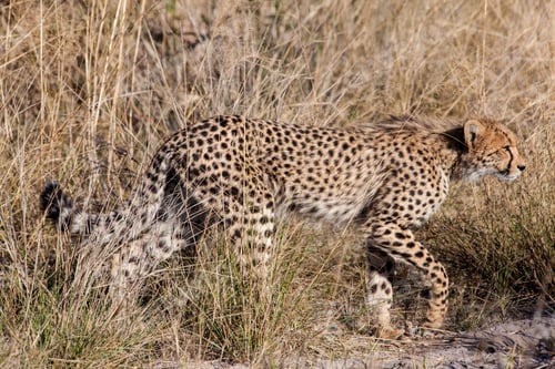 Vista previa: Cheetah (Acinonyx Jubatus Soemmeringii) In The Okavango-Delta In Botswana