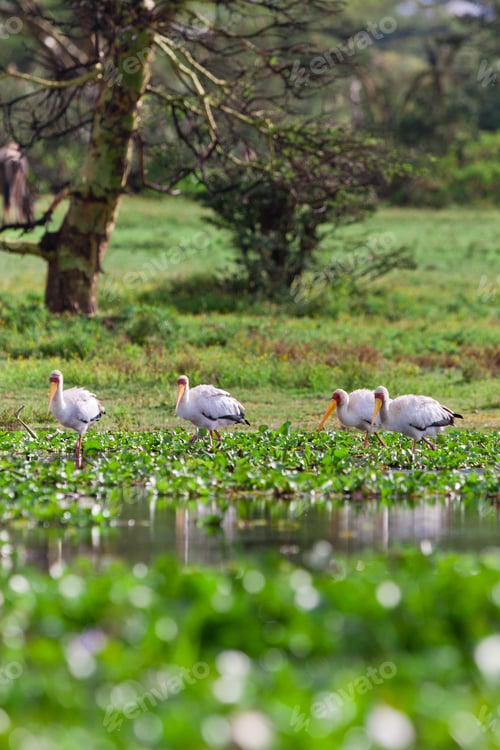 Preview: Yellow-Billed Storks (Mycteria Ibis) At Lake Naivasha, Kenya
