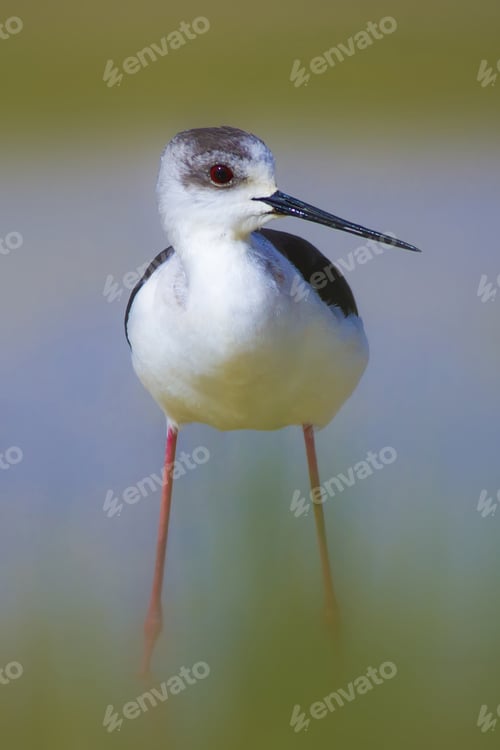 Preview: Cute Bird Black Winged Stilt. Nature Background Black Winged Stilt Himantopus Himantopus