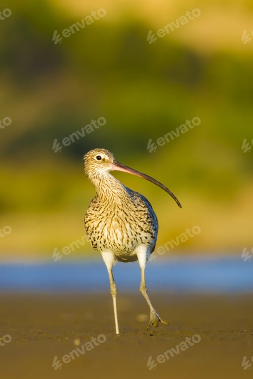 Preview: Cute Bird Curlew. Blue And Yellow Nature Background. Eurasian Curlew Numenius Arquata