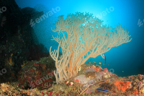 Preview: Fan Coral