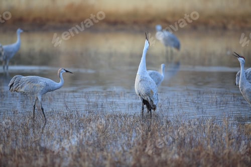 Preview: Sandhill Crane Bosque Del Apache Wildlife Reserve New Mexico Usa