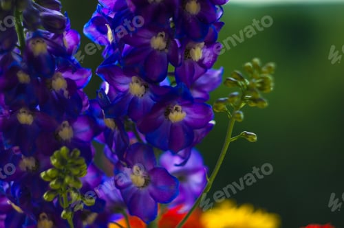 Preview: A Bouquet Of Bright Spring Flowers Of Various Types