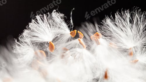 Preview: Abstract Composition With Dried Plants Seeds. Looks Like Dandelion Seeds