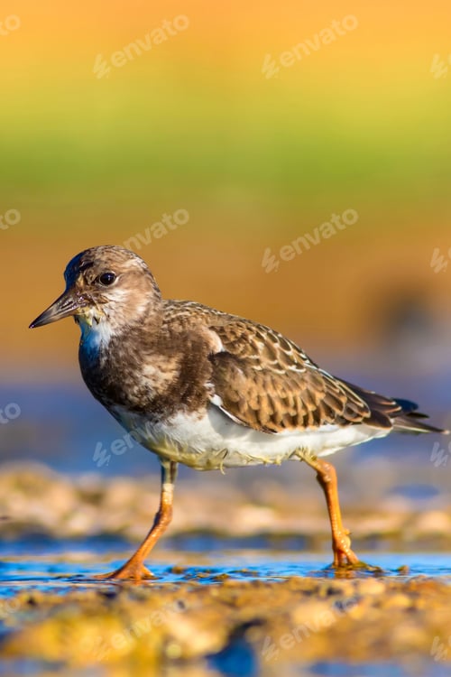 Preview: Cute Water Bird. Common Bird Ruddy Turnstone. Colorful Nature Background. Bird: Ruddy Turnstone