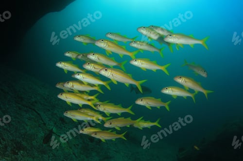 Preview: School Of Fish: Yellowfin Goatfish