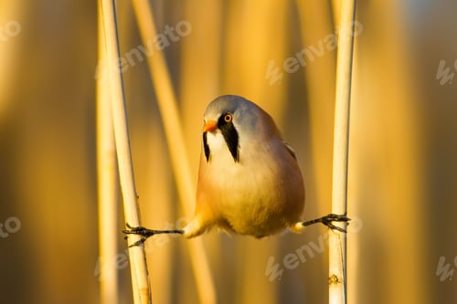 Preview: Bearded Funny Bird. Yellow Reeds Background.