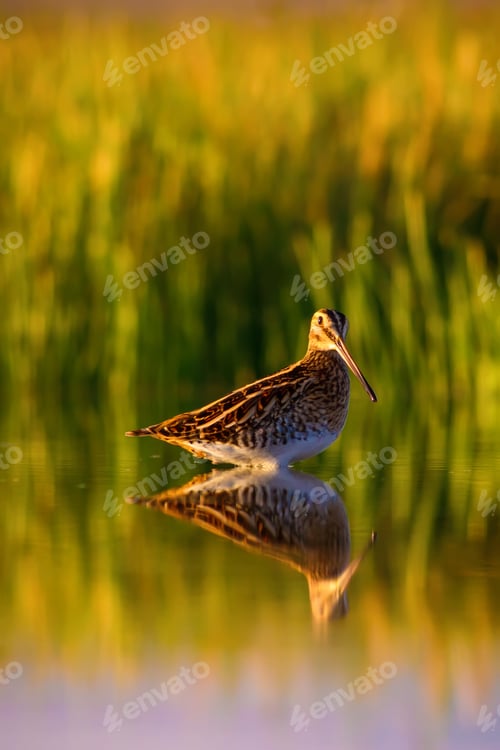 Preview: Water Bird Snipe. Green Yellow Nature Background Common Snipe / Gallinago Gallinago