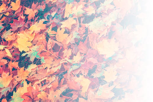 Preview: Autumn Background With Bright Colorful Leaves. Indian Summer. Foliage