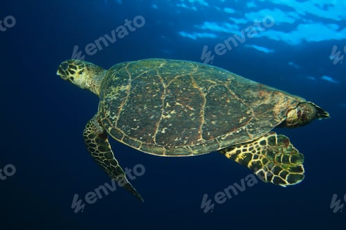 Preview: Hawksbill Sea Turtle
