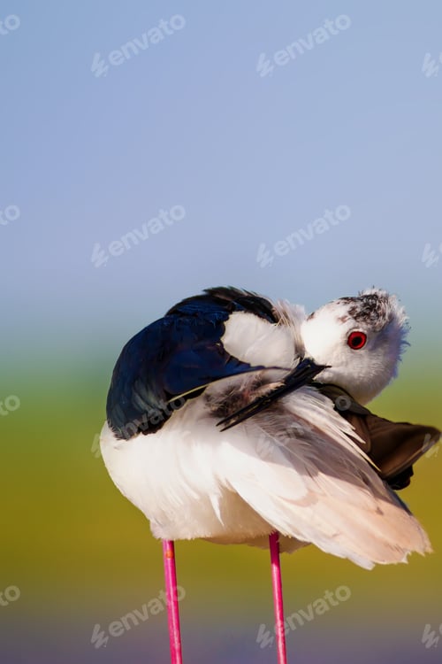 Preview: Cute Long Legged Bird. Colorful Nature Background. Asia, Europe, Africa, America Common Water Bird.