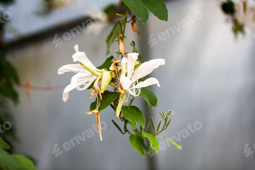 Preview: Bauhinia Grandiflora A. Juss In Botanical Garden In Balchik, Bulgaria