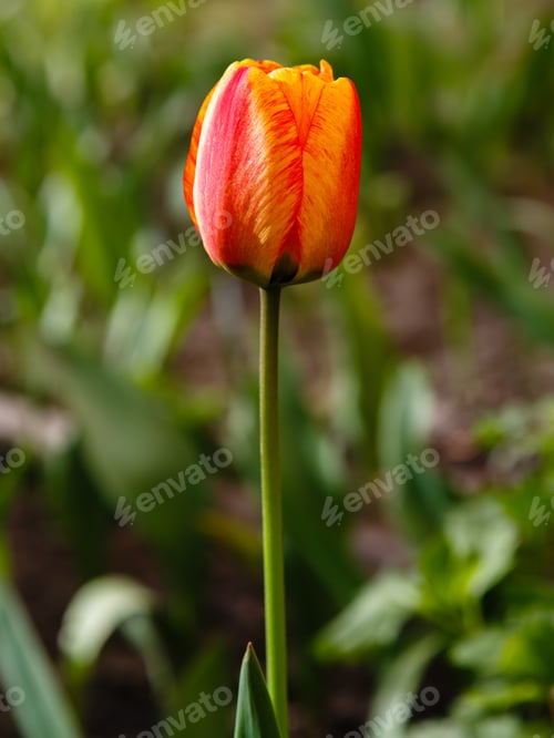 Preview: Red And Yellow Tulip In Spring Garden