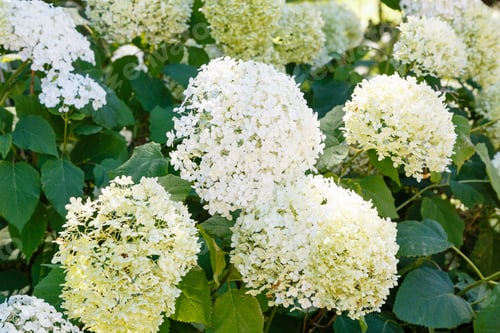 Preview: Hydrangea Tree With White Spherical Inflorescences. Beautiful White Hydrangea Flowers In Summer