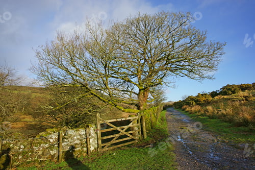 Preview: The Hiking Trail Along The West Dart River Valley, In Winter, Leading To The Ancient Remote Oak