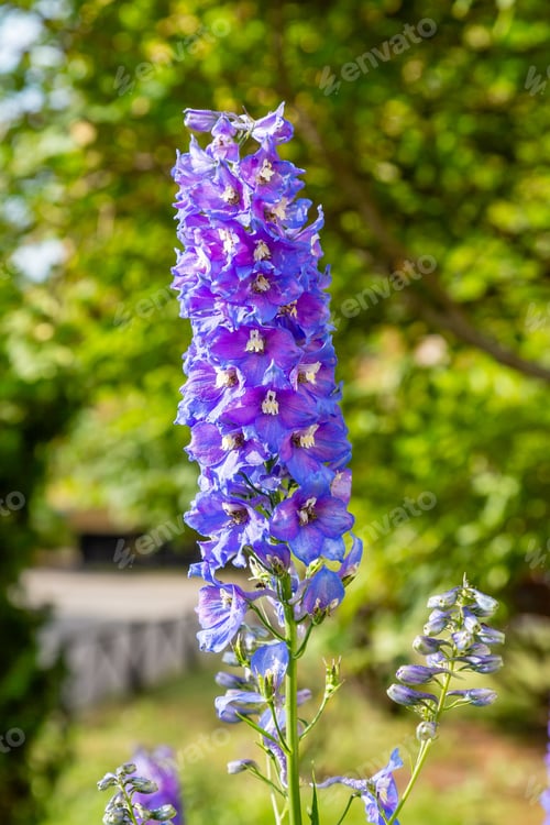Preview: Beautiful Delphiniums Blooming In The Garden.
