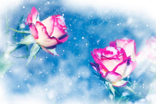 Preview: Fresh Flowers In The Snow. Frozen Rose. Nature. Valentine
