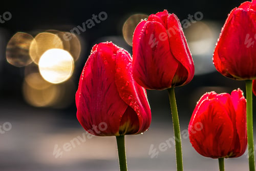Preview: Few Red Tulips On Dark Background With Bokeh Blurs
