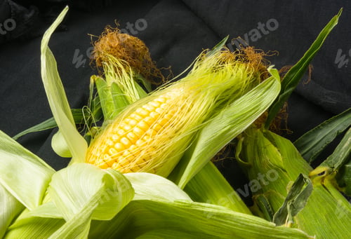 Preview: Fresh Corn On Cobs On Black Background, Closeup