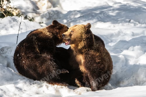 Preview: Brown Bears (Ursus Arctos) In Lake Clark National Park, Alaska, Usa