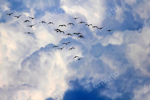 Preview: Flying Birds. White Blue Clouds Background.