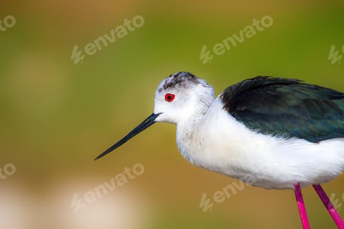 Preview: Cute Bird Portrait. Colorful Nature Background. Common Water Bird.