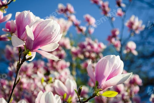 Preview: Gorgeous Magnolia Flowers On A Blue Sky Background. Lovely Springtime Scenery In The Park