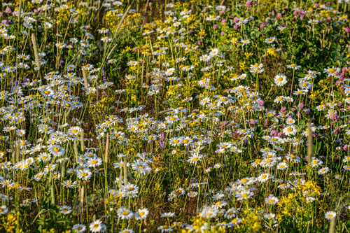 Preview: Beautiful Colorful Summer Meadow With Flower Texture On Green Background. Daisies In Full Bloom In