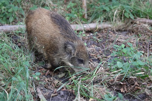 Preview: Wild Boar (Sus Scrofa) Western Pomerania Lagoon Area National Park Germany
