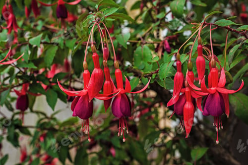 Preview: Beautiful Bush Fuchsia In The Garden, Fuchsia Flowers Blooming With Pink And Purple Petals In