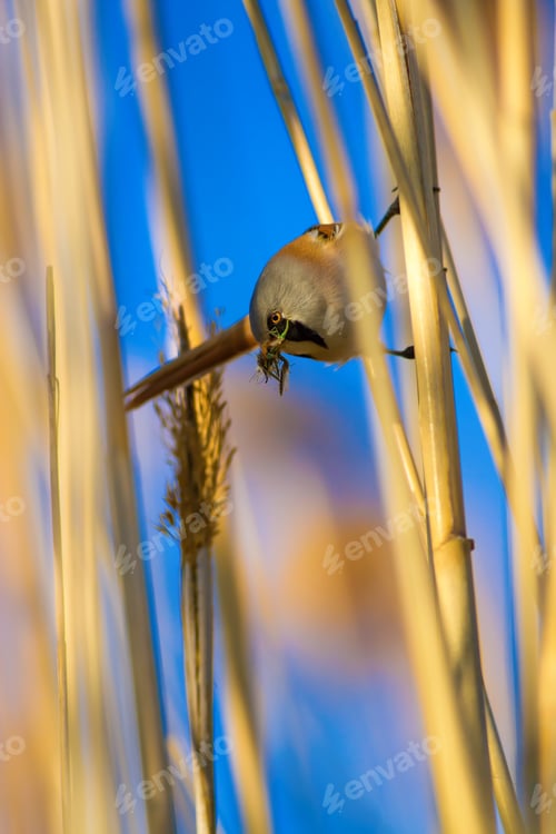 Preview: Bearded Funny Bird. Yellow Reeds Background.