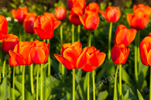 Preview: Colorful Tulips In Early Spring In The Garden