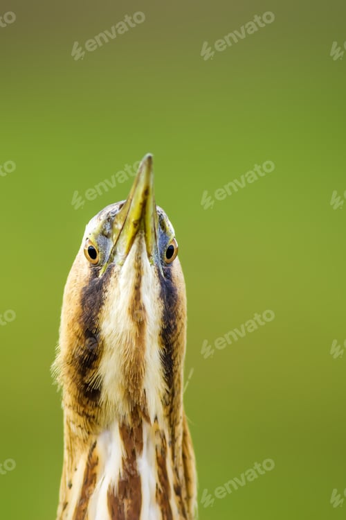Preview: Cute Bird Portrait. Bird: Eurasian Bittern. Botaurus Stellaris. Green Nature Background.
