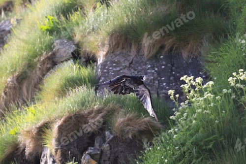 Preview: Common Raven With Stolen Egg Norway