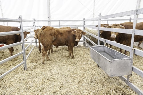 Preview: Cows Exposure, Detail Of An Animal Thoroughbred Stallions For Sale