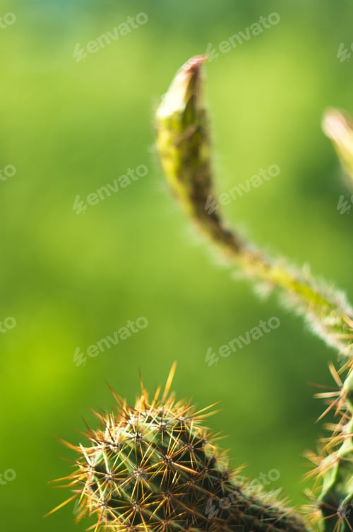 Preview: Cactus Echinopsis Tubiflora, Selective Focus, Close Up