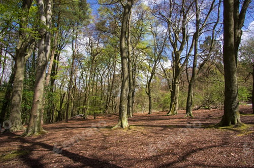 Preview: Woodland Trees In Spring Example