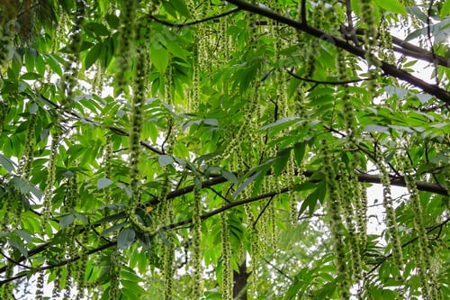 Preview: Branches Of Caucasian Walnut (Pterocarya Fraxinifolia) Tree (Family Juglandaceae) In Park Or Garden.