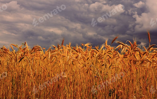 Preview: Cereal Field Of The Summer Storm