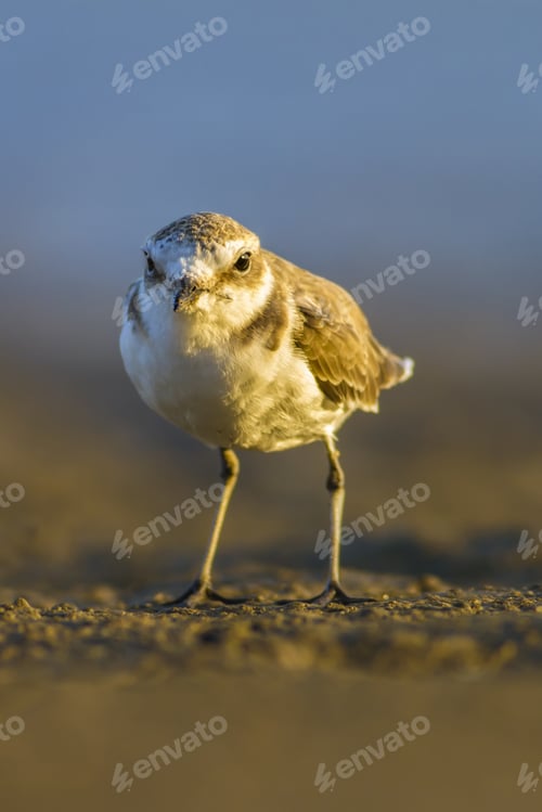 Preview: Cute Bird Kentish Plover. Nature Habitat Background. Bird: Kentish Plover. Charadrius Alexandrinus.