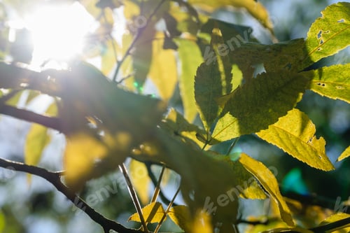 Preview: Autumn Gold Colored Leaves In Bright Sunlight In Forest On Dark Blur Background
