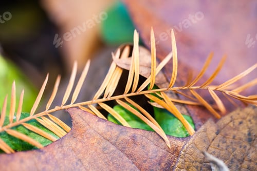 Preview: Beautiful Autumn Leaves In The Park