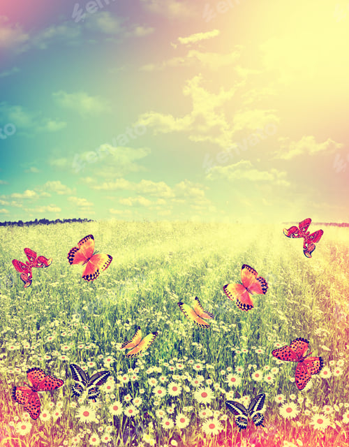 Preview: Flight Of Butterflies Over A Field Of Chamomile.